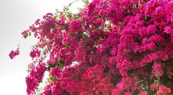 三角梅：南向阳台的艳丽之花