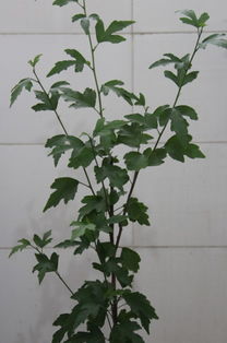 想购买树苗，却不知从何入手
