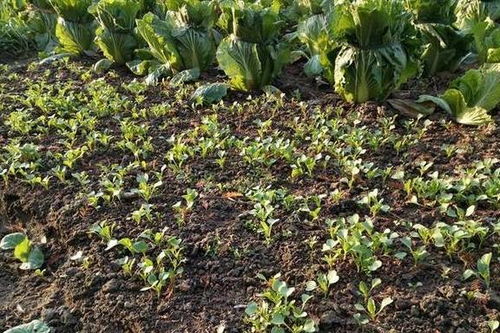 养花基础：水分、 光照与营养