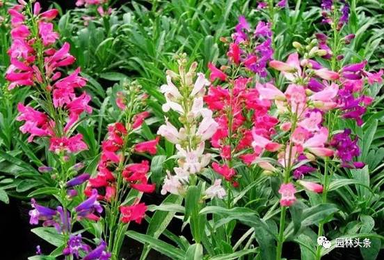 宿根花卉的多样性和实用性
