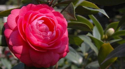 红珍珠茶花养护攻略，新手也能轻松上手