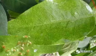 四、如何正确使用阿维菌素？