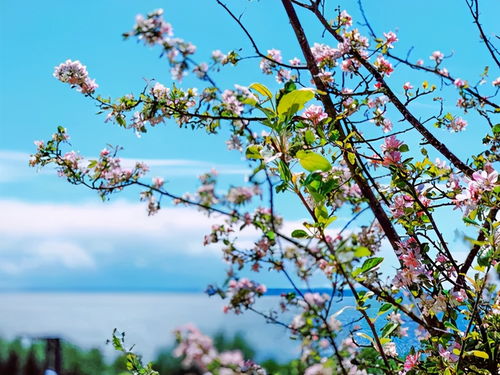 种杏树就跟处对象似的， 得摸准脾气