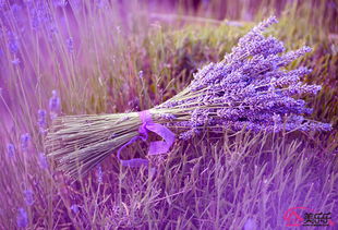 薰衣草种植的注意事项