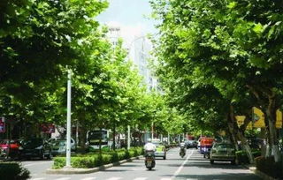 国槐：北方街道的常见身影