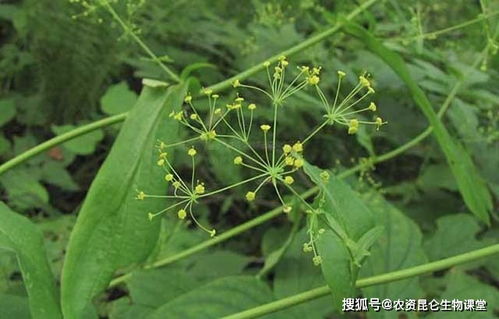 苗后专用除草剂对中药材生长的影响和作用