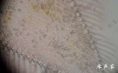 阿维菌素对果实蝇可Neng的作用机制