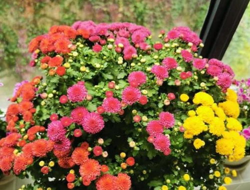 菊花秋天开吗？开花时需要注意哪些问题