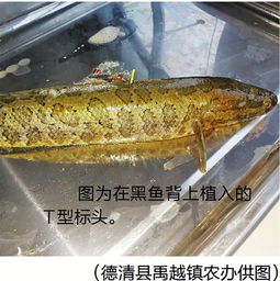 黑鱼养殖户为抢占市场，加快出鱼速度