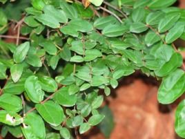 四、 2022年畅销的苗木品种