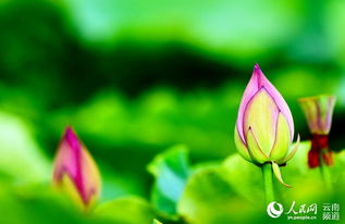 荷塘的准备，不可小觑！