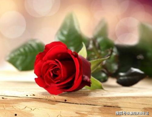 玫瑰花片可做成干花，你知道还能做什么吗