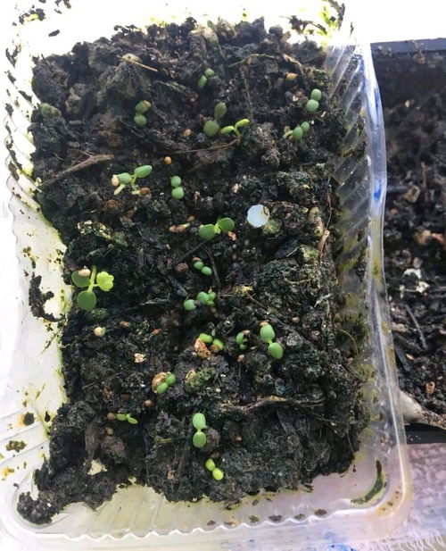 草莓种子如何发芽？