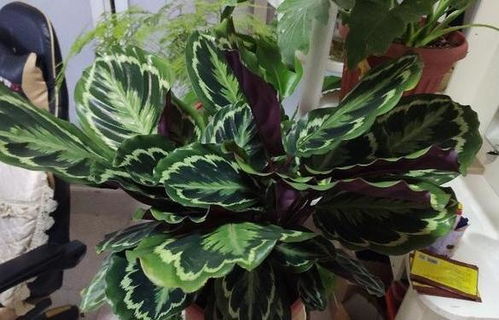 豹纹竹芋的花语“坚韧不拔”究竟蕴含着怎样的生命力量