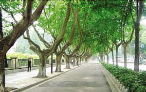 第一步：加施基肥，给它来点营养