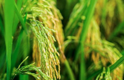 芸苔素内酯：是个啥玩意儿？