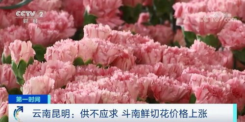 玫瑰康乃馨菊花百合花，世界四大鲜切花