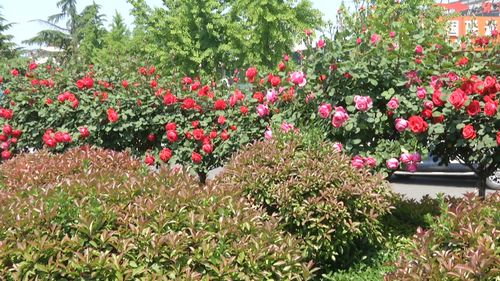 月季花开， 济宁街头春意盎然