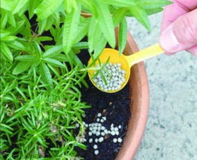 土壤与施肥：养花的关键