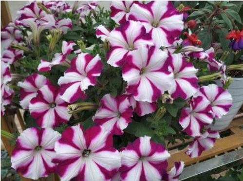 第三种花：牵牛花， 紫色梦幻世界