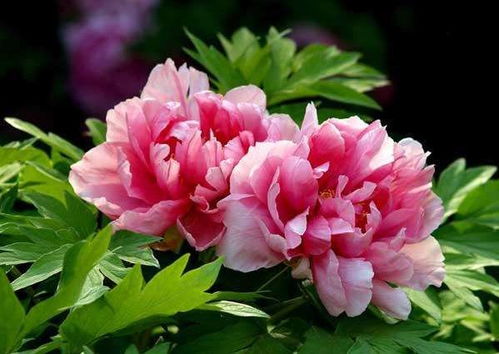 黑牡丹花怎么养？掌握这些技巧