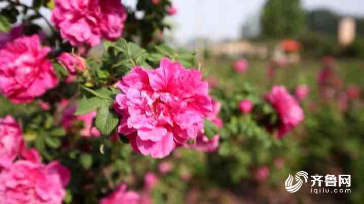 玫瑰文化内涵,你懂不?