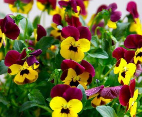 草本花卉的生态适应性