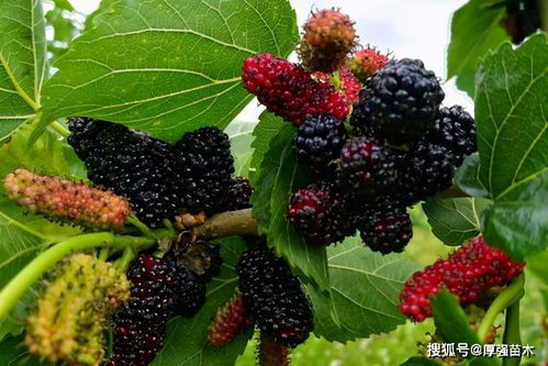 桑葚种植， 产量惊人