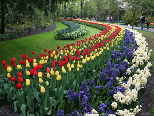 城市绿意诗篇——常见观赏植物赏析