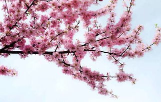 二、桃花种在啥地方蕞好？