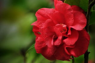 茶花是否适合在院子里生长？