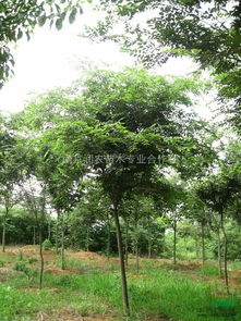 榉树夏天栽种不易成活的原因揭秘