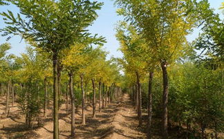 种子处理，国槐成长的起点