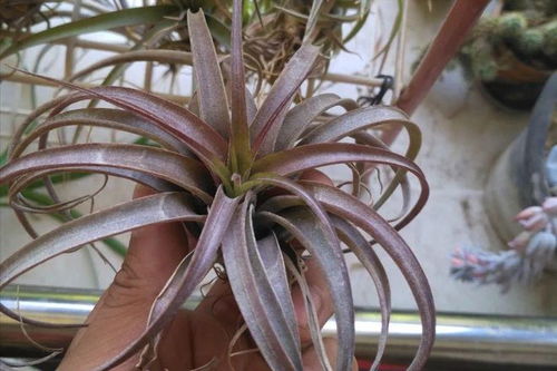 空气凤梨的生长之谜