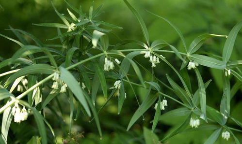 生物防治与综合管理