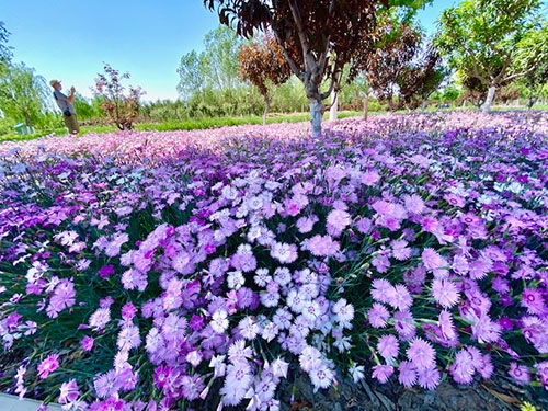 北方花季，我的心驰神往