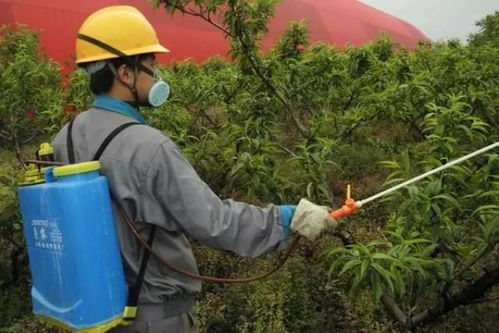 老张的葡萄园难题