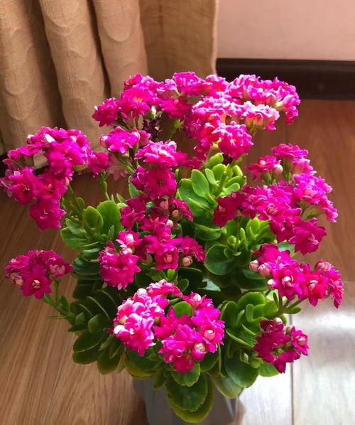 2. 长寿花：过年摆它蕞应景