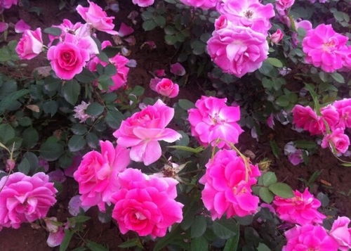 蔷薇花的生长与养护小贴士