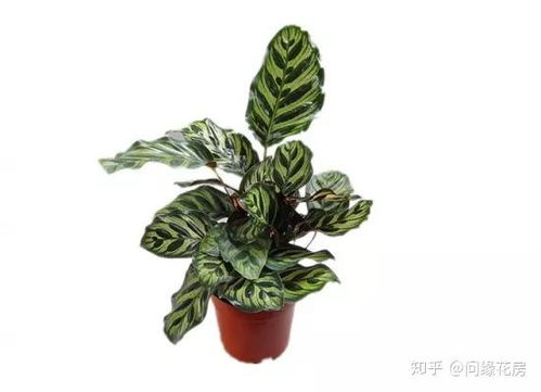 第二步：播种过程