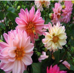 小丽花的生长节奏