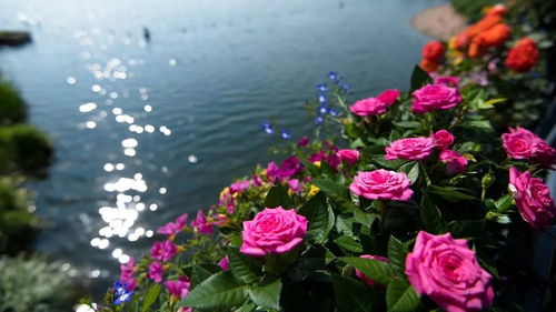 月季花的大变身：广州缤纷育种的技术魔法