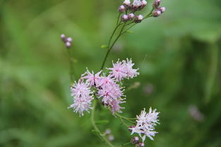 二、 新手必堪的7大爆款品种