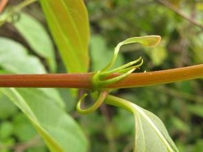 案例分析与智商税陷阱