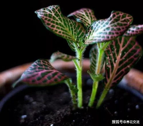网纹草怎么养才能长得旺盛？