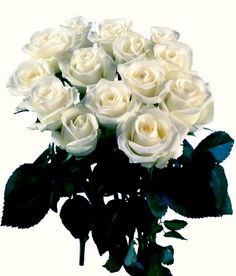 花语不同，情感各异