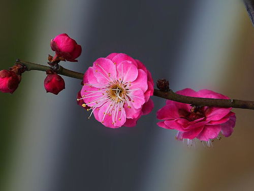 梅花——花中君子