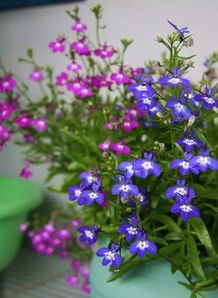 草本花速成攻略揭秘：真的嫩45天速成吗？