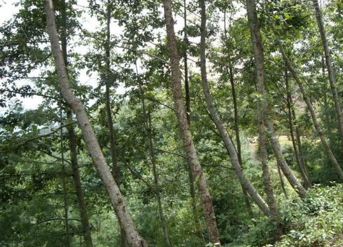 轻木：来自美洲的“奇迹树”