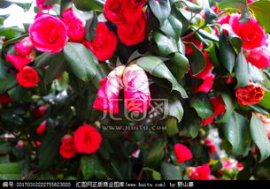 山茶花：绿叶红花